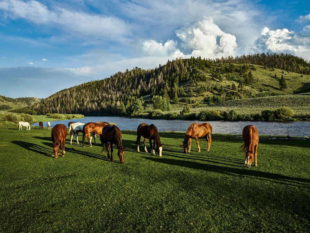Horses graze in the pasture at the A Bar A guest ranch, near Riverside, Wyoming. Original image from Carol M.…