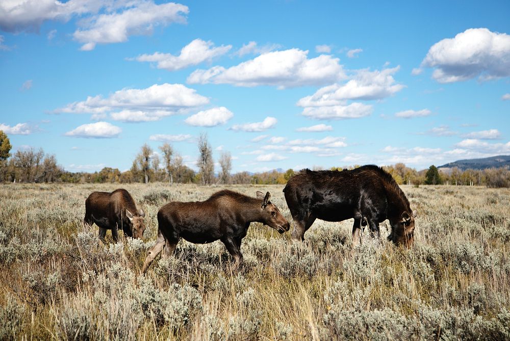 Moose graze in Grand Teton National Park in northwest Wyoming. Original image from Carol M. Highsmith&rsquo;s America…
