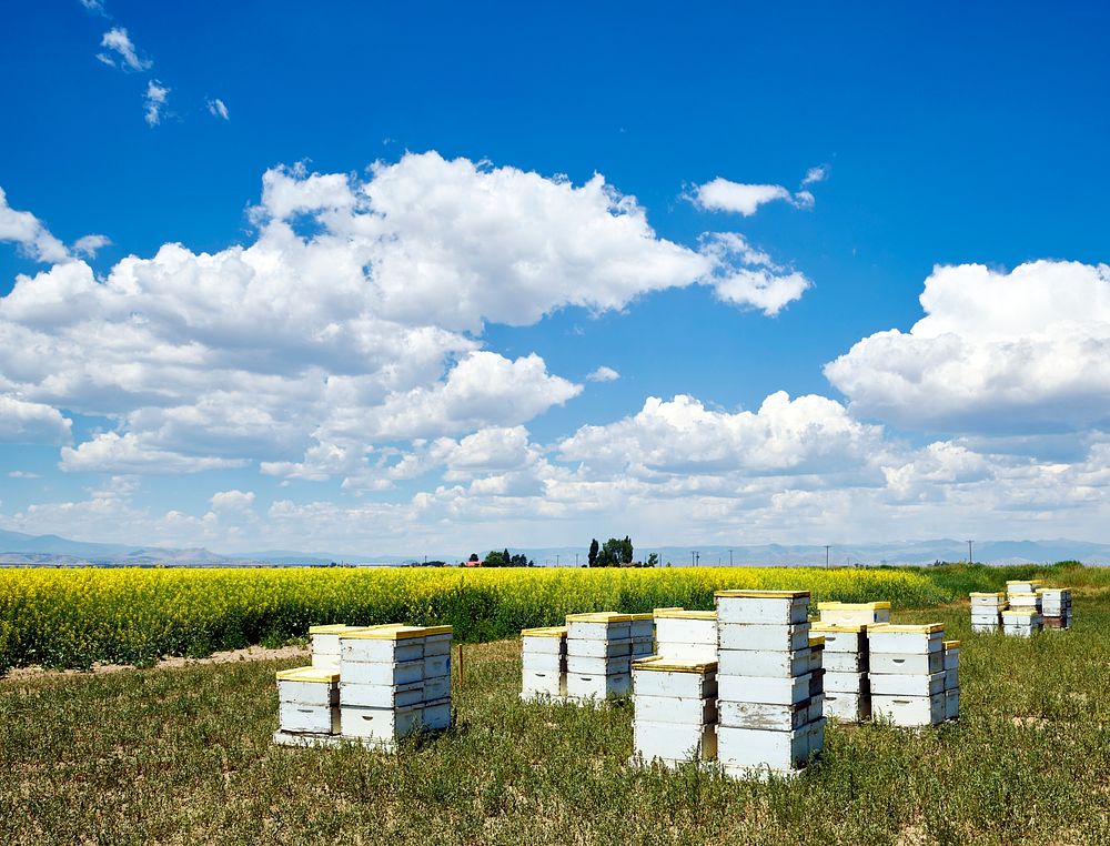 Boxes containing bees, for pollation, beside a field in Rio Grande County, Colorado - Original image from Carol M.…