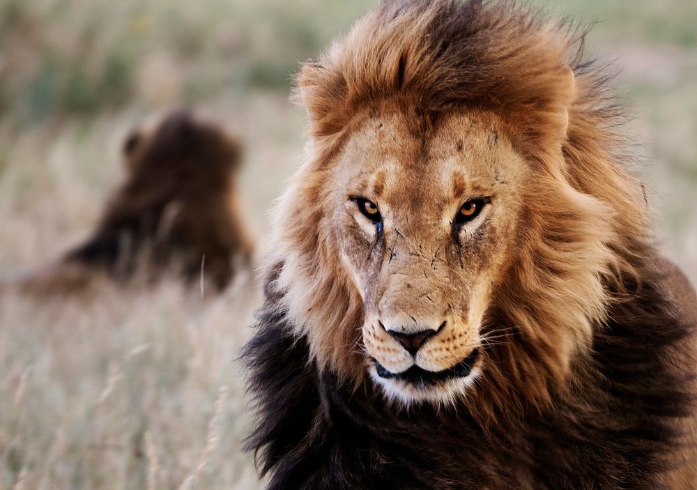 Lions in the grass at the Wild Animal Sanctuary near Keenesburg, Colorado. Original image from Carol M. Highsmith&rsquo;s…