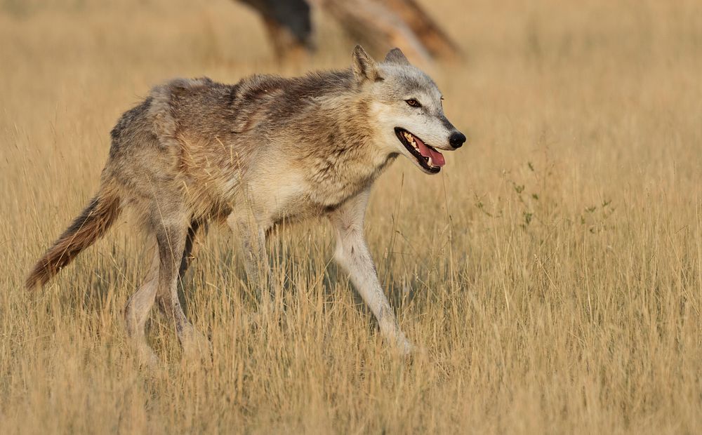 Wolf on the run at the Wild Animal Sanctuary near Keenesburg, Colorado. Original image from Carol M. Highsmith&rsquo;s…
