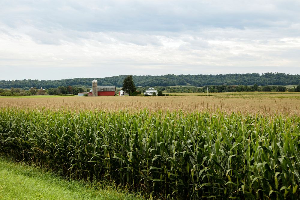 Mature corn, almost ready for harvesting, on a farm in Sauk County, Wisconsin. Original image from Carol M.…