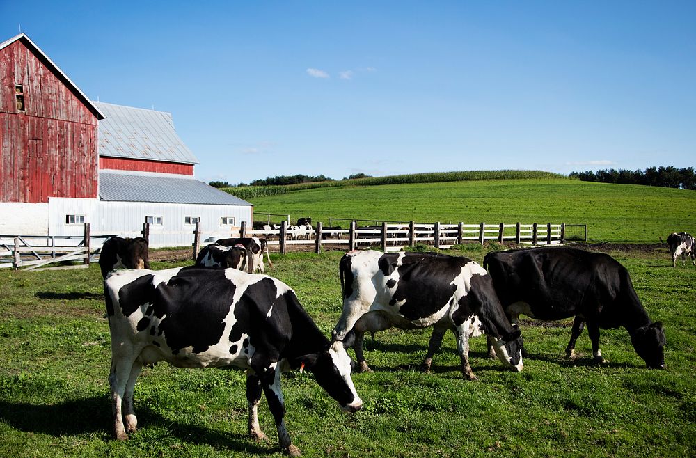 Holstein dairy cows at the Dunnum Family's Top of the Town dairy farm near Westby in Vernon County, Wisconsin. Original…