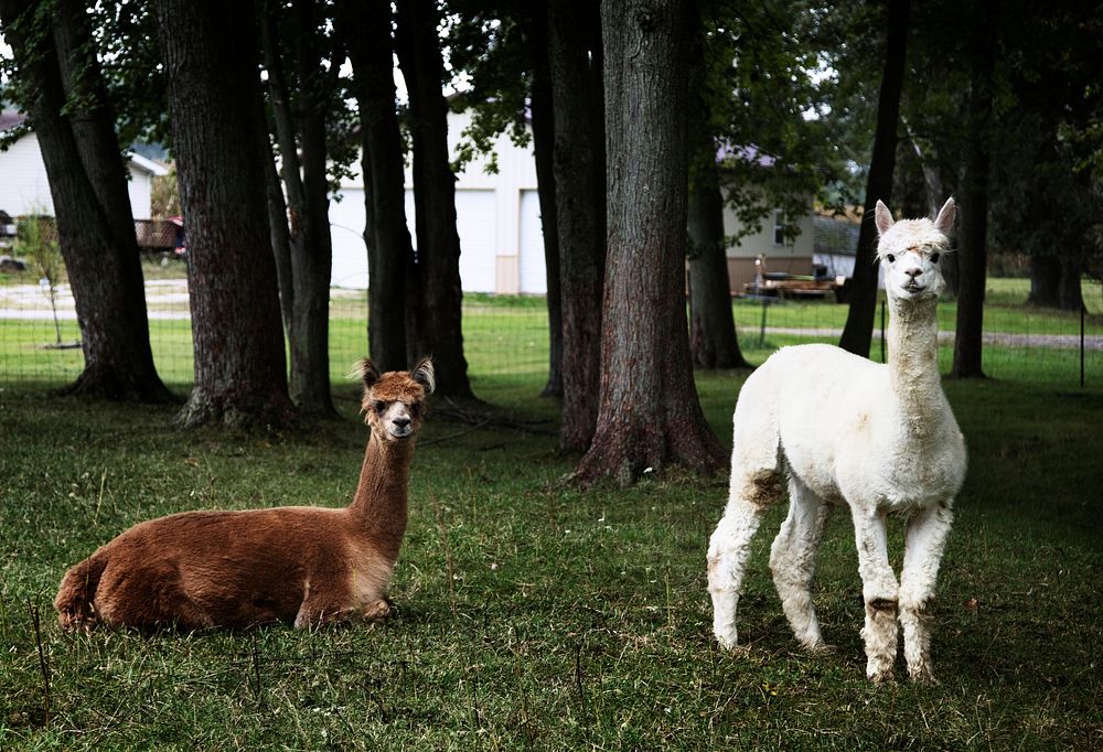Llamas peer at a passerby from their copse on a farm near Plato in LaGrange County, Indiana. Original image from Carol M.…