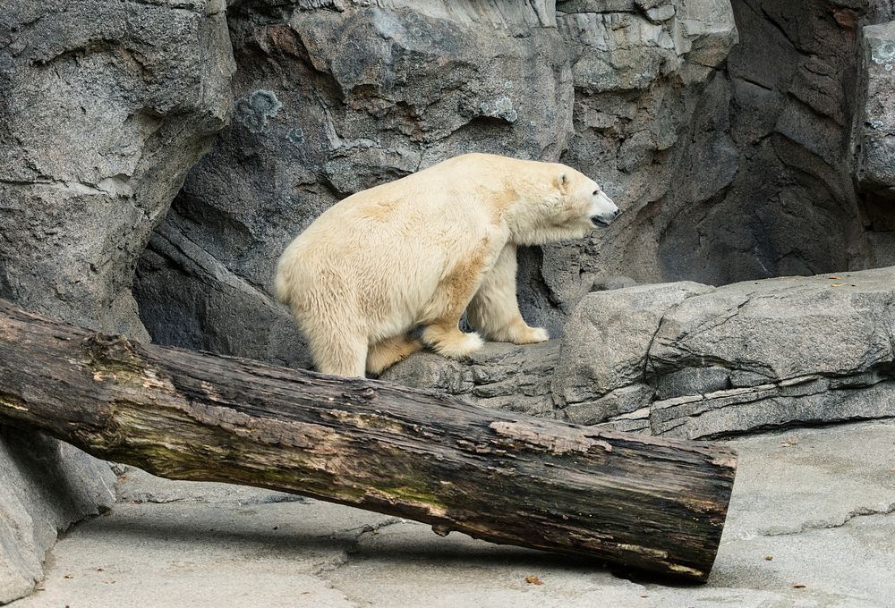 A polar bear explores at the Cincinnati Zoo and Botanical Garden, America's second-oldest zoo, in Cincinnati, Ohio. Original…