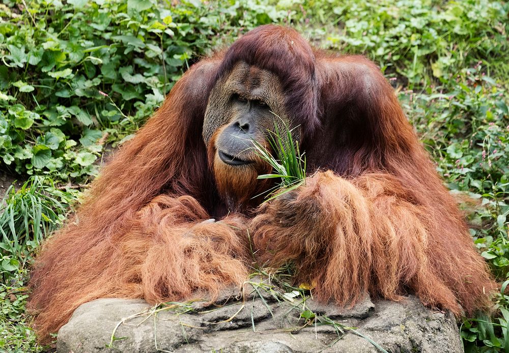 Orangutan at the Cincinnati Zoo and Botanical Garden. Original image from Carol M. Highsmith&rsquo;s America, Library of…