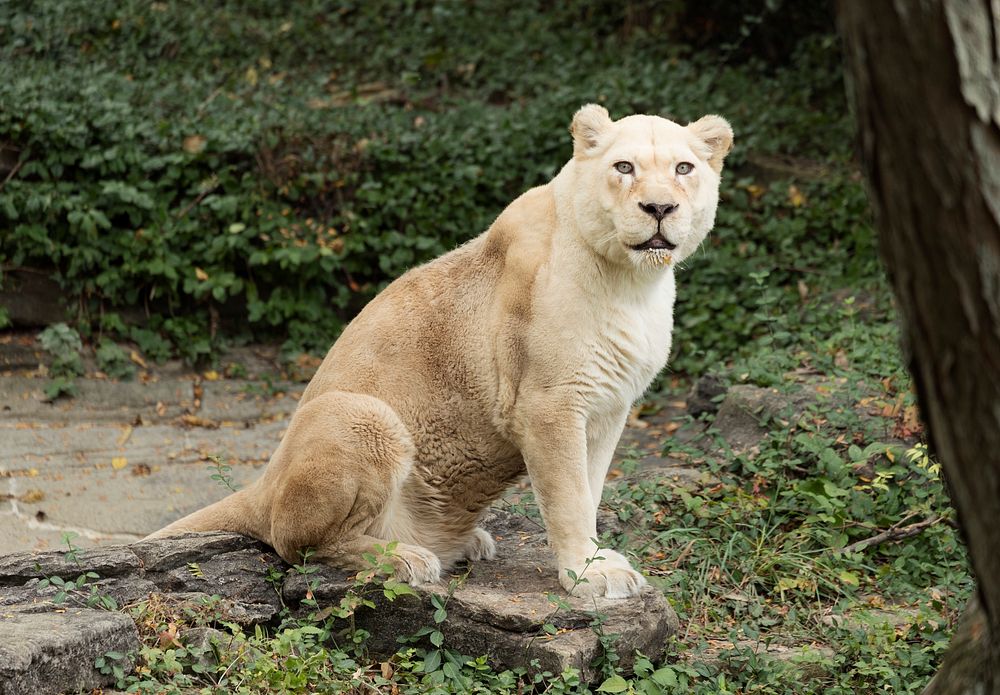 A white lion at the Cincinnati Zoo and Botanical Garden, America's second-oldest zoo, in Cincinnati, Ohio. Original image…