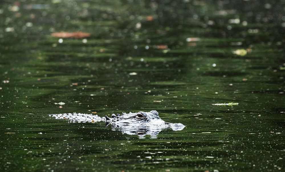 Alligator in a pond at Magnolia House and Gardens in Charleston County, South Carolina. Original image from Carol M.…