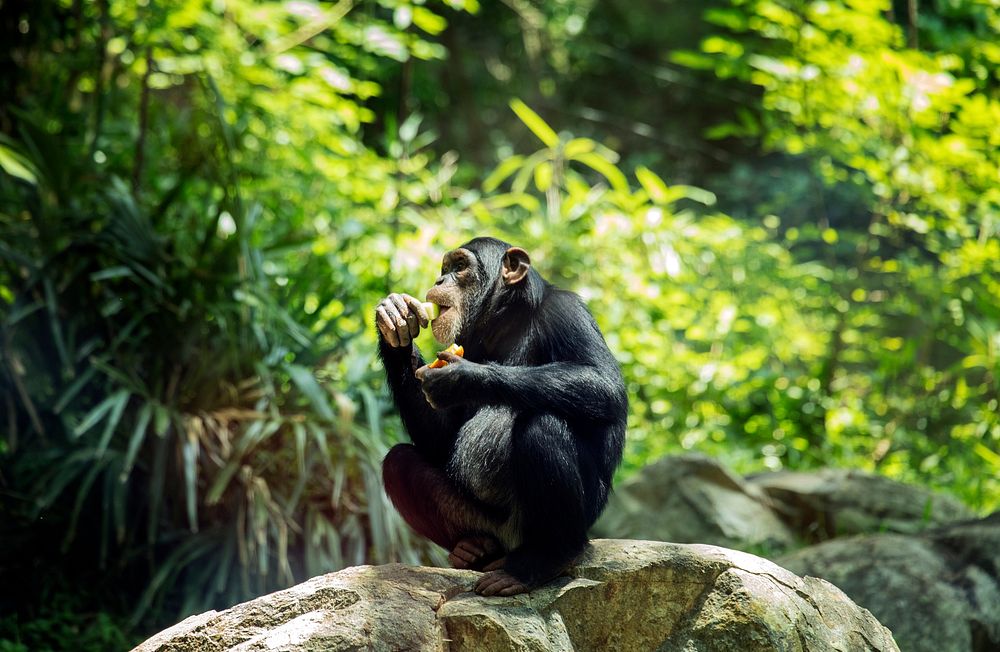 Chimpanzee at the North Carolina Zoological Park in Asheboro, North Carolina. Original image from Carol M. Highsmith&rsquo;s…