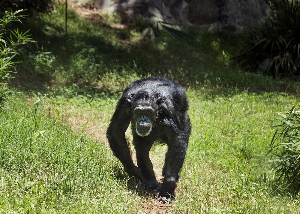 Chimpanzee at the North Carolina Zoological Park in Asheboro, North Carolina. Original image from Carol M. Highsmith&rsquo;s…