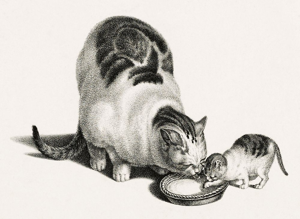 Illustration of domestic cat and kittens drinking milk from a saucer by Gottfried Mind (1768-1814). Original from Library of…
