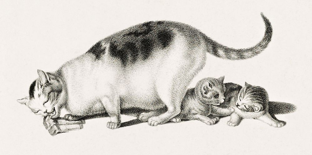 Illustration of domestic cat eating while kittens play by Gottfried Mind (1768-1814). Original from Library of Congress.…