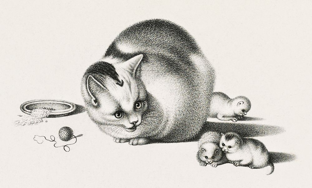 Illustration of domestic cat and three newborn kittens by Gottfried Mind (1768-1814). Original from Library of Congress.…