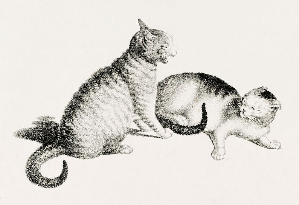 Illustration of two domestic cats playfully fighting by Gottfried Mind (1768-1814). Original from Library of Congress.…