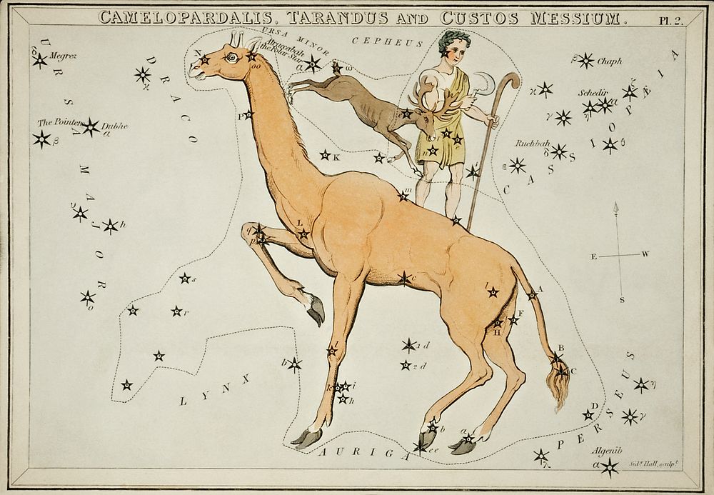 Sidney Hall&rsquo;s (1831) astronomical chart illustration of the Camelopardalis, Tarandus and the Custos Messium. Original…