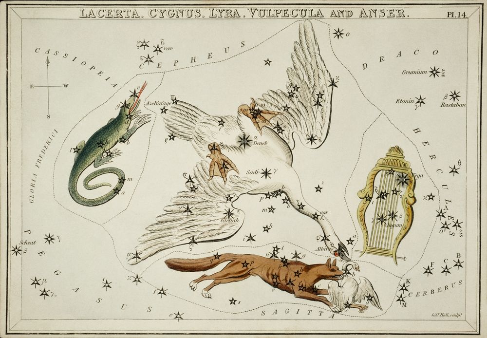Sidney Hall&rsquo;s (1831) astronomical chart illustration of the Lacerta, Cygnus, Lyra, Vulpecula and the Anser. Original…