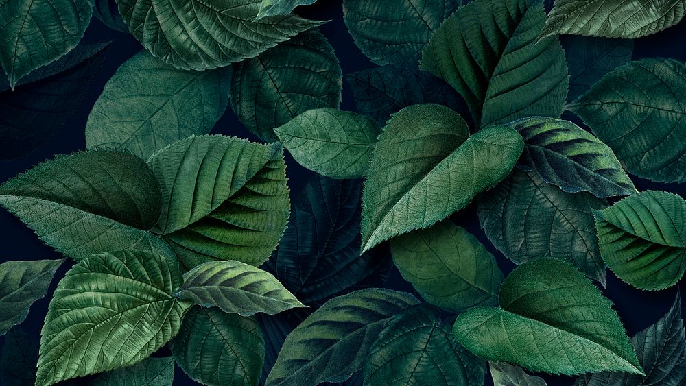 Leaf desktop wallpaper, aesthetic nature background image
