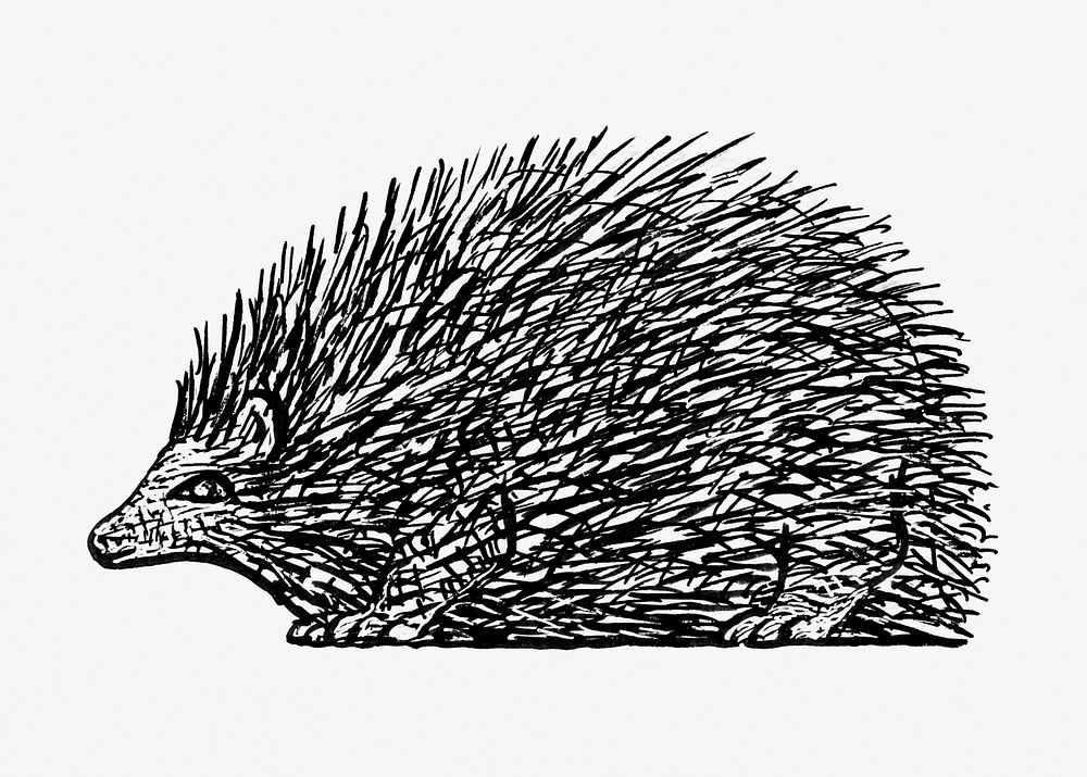 Hedgehog psd vintage drawing, remixed from artworks from Leo Gestel