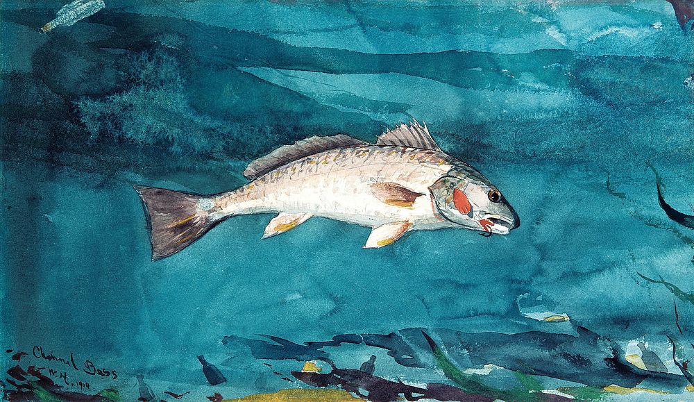 Channel Bass (1904) by Winslow Homer. Original from The MET museum. Digitally enhanced by rawpixel.