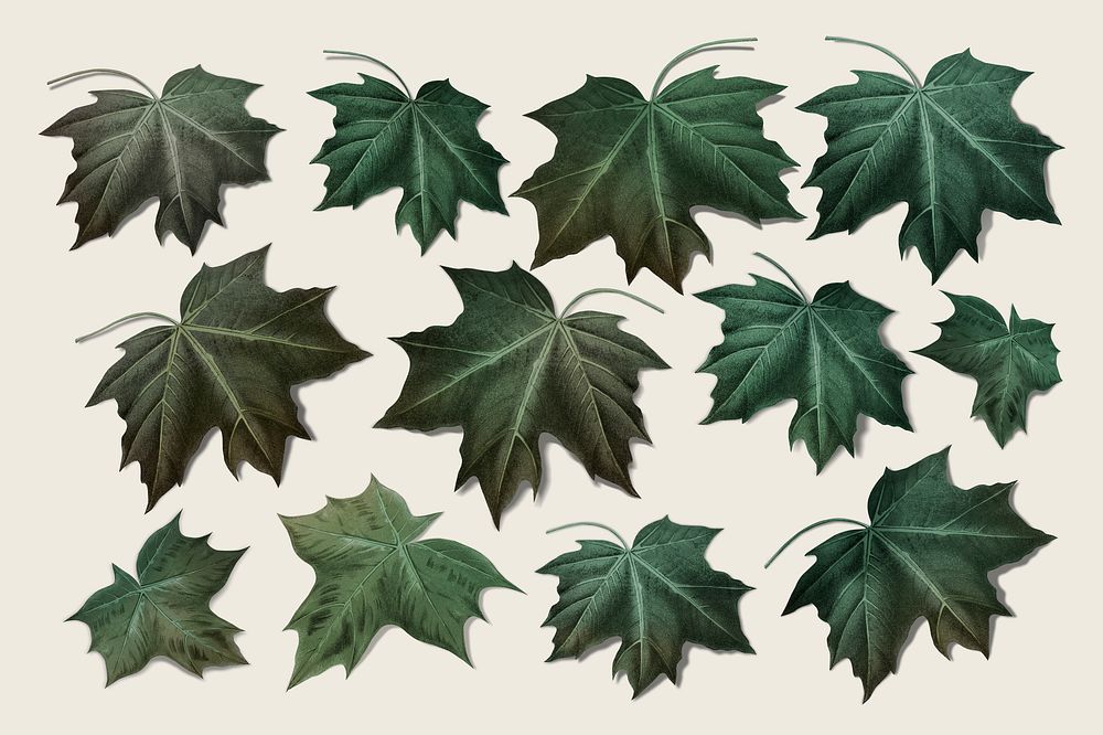 Hand drawn green maple leaf collection illustration