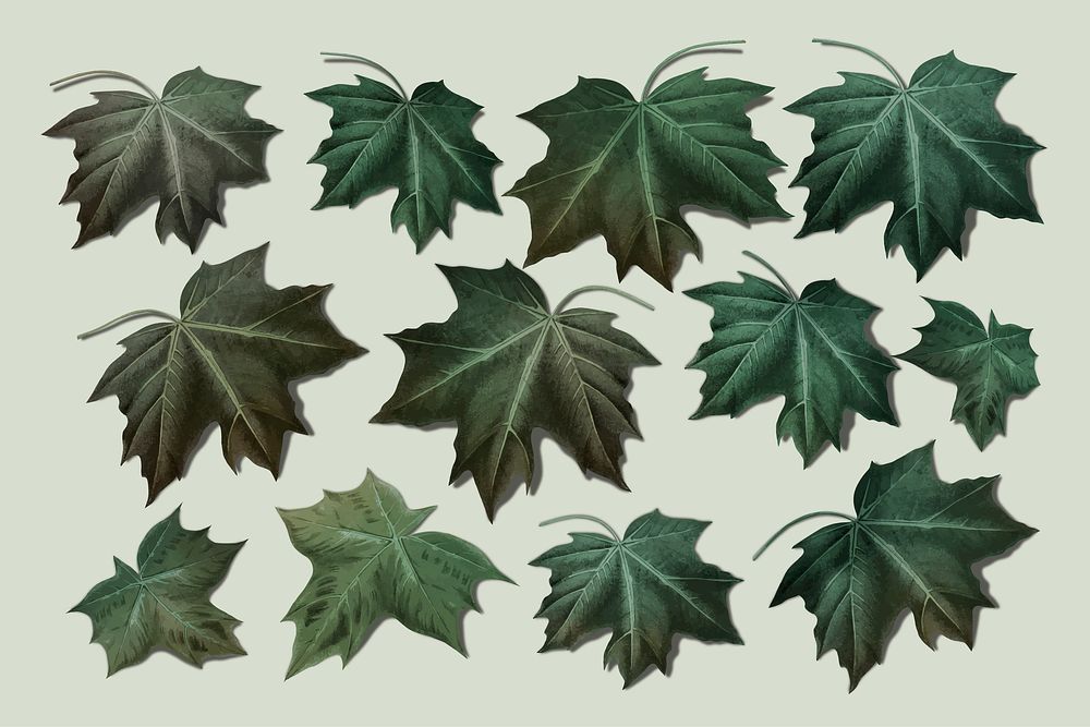 Hand drawn green maple leaf collection vector