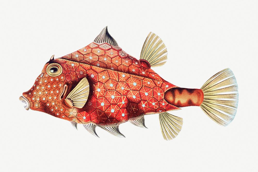 Vintage fish illustration 