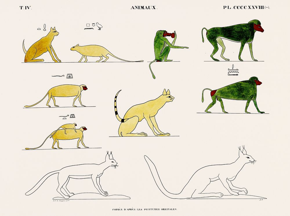 Vintage illustration of Animals copied