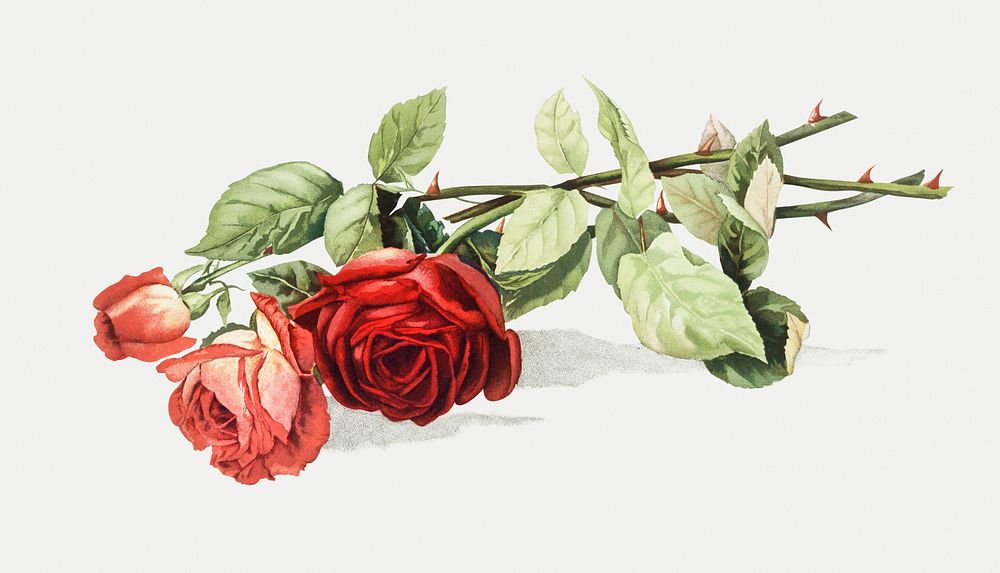 Antique illustration of blooming red roses