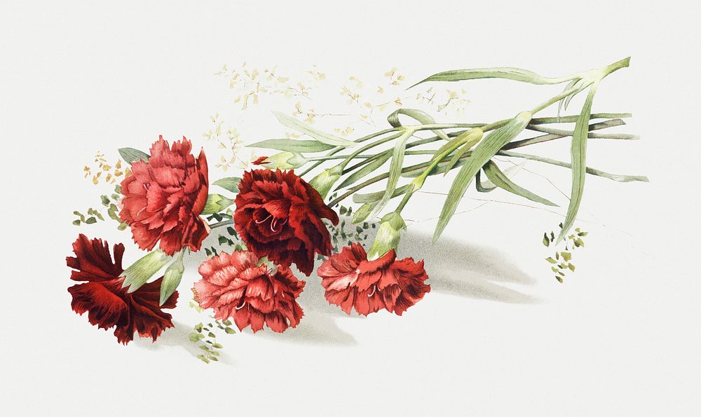 Antique illustration of blooming rose bouquet