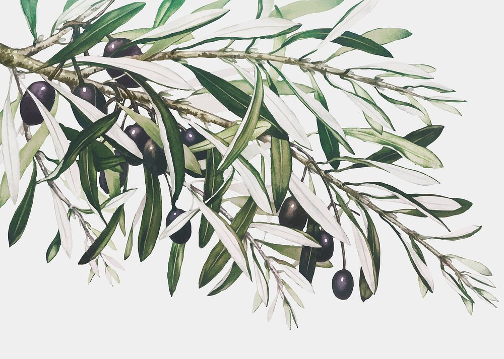 Vintage olive branch vector