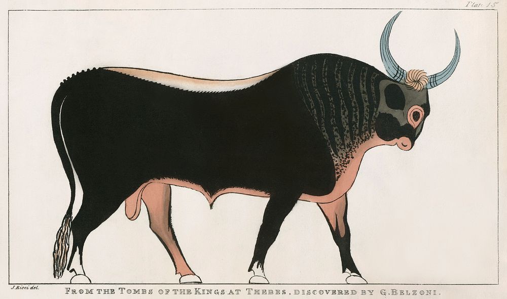 Plate 15 : The Apis Bull by Giovanni Battista Belzoni (1778-1823) from Plates illustrative of the researches and operations…