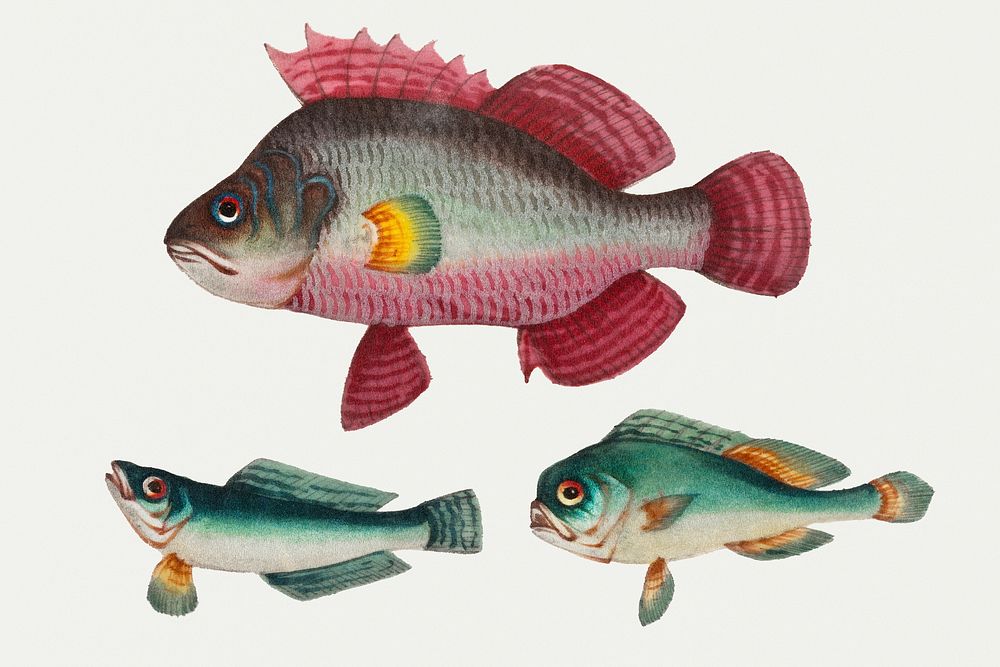 Chinese painting of one pink fish and two green fish.