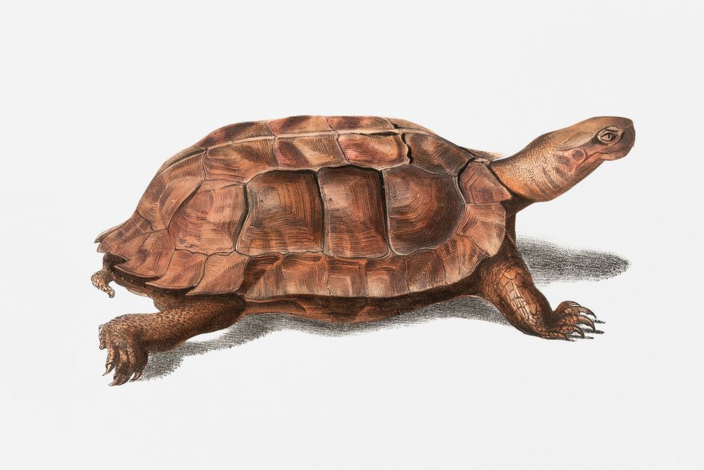 1. Flat Backed Terrapin (Emys platynota); from Illustrations of Indian zoology (1830-1834) by John Edward Gray (1800-1875)