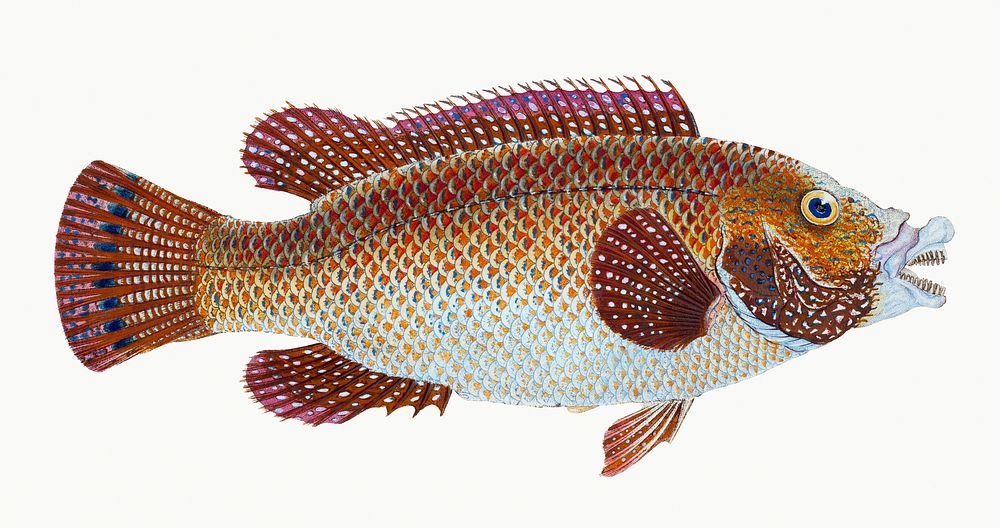 Old Wife Wrasse from The Natural History of British Fishes (1802) by Edward Donovan. Original from the New York Public…