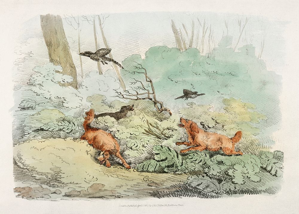 Illustration of dogs chasing birds from Sporting Sketches (1817-1818) by Henry Alken (1784-1851). Original from The New York…