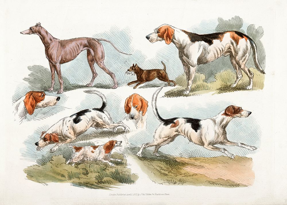 Illustration of hunting dogs from Sporting Sketches (1817-1818) by Henry Alken (1784-1851). Original from The New York…