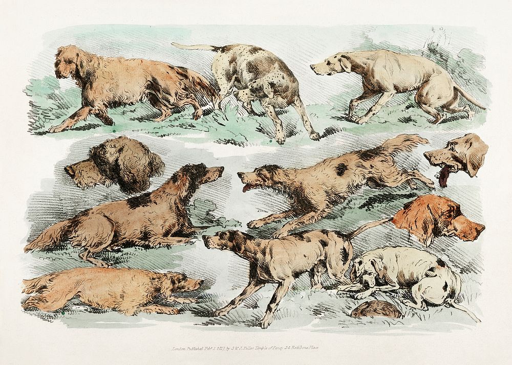 Illustration of hounds from Sporting Sketches (1817-1818) by Henry Alken (1784-1851). Original from The New York Public…