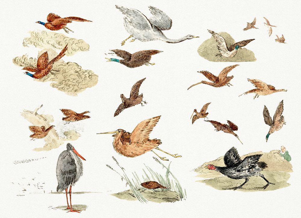 Vintage Illustration of game birds from Sporting Sketches.