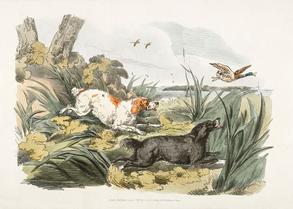 Illustration of hounds on the hunt from Sporting Sketches (1817-1818) by Henry Alken (1784-1851). Original from The New York…