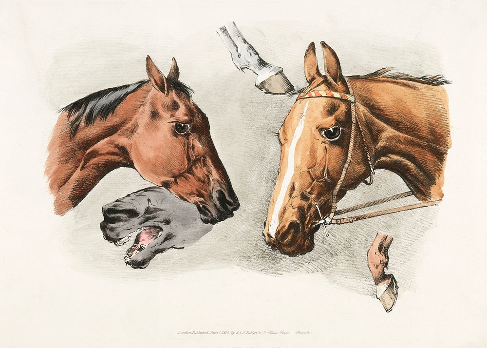Illustration of horse heads and hoofs from Sporting Sketches (1817-1818) by Henry Alken (1784-1851). Original from The New…