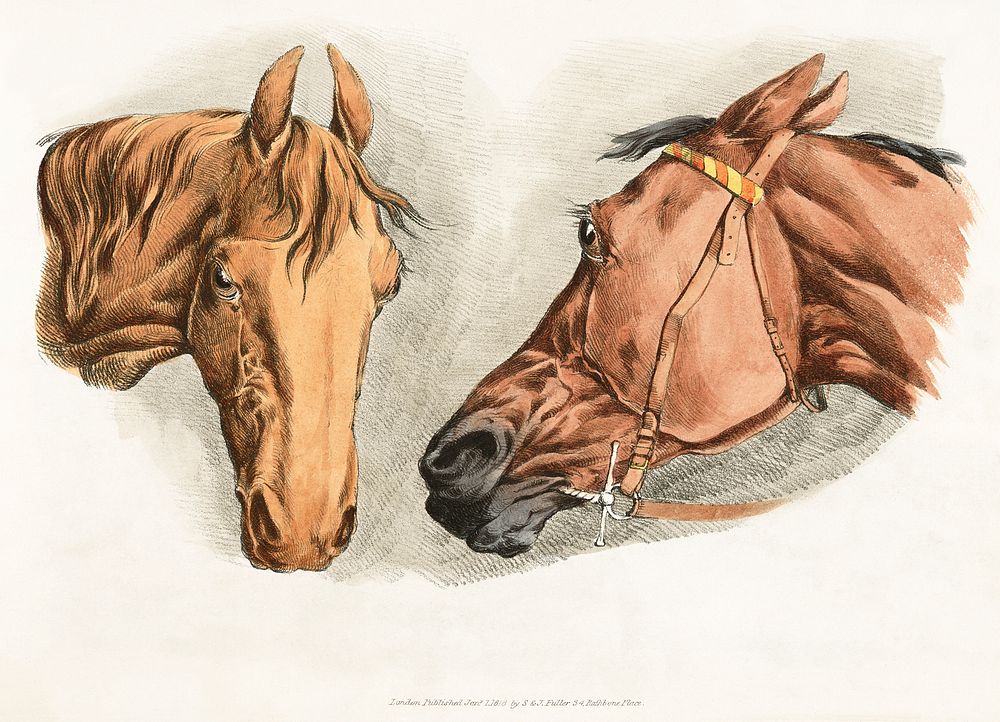 Illustration of two horse heads from Sporting Sketches (1817-1818) by Henry Alken (1784-1851). Original from The New York…