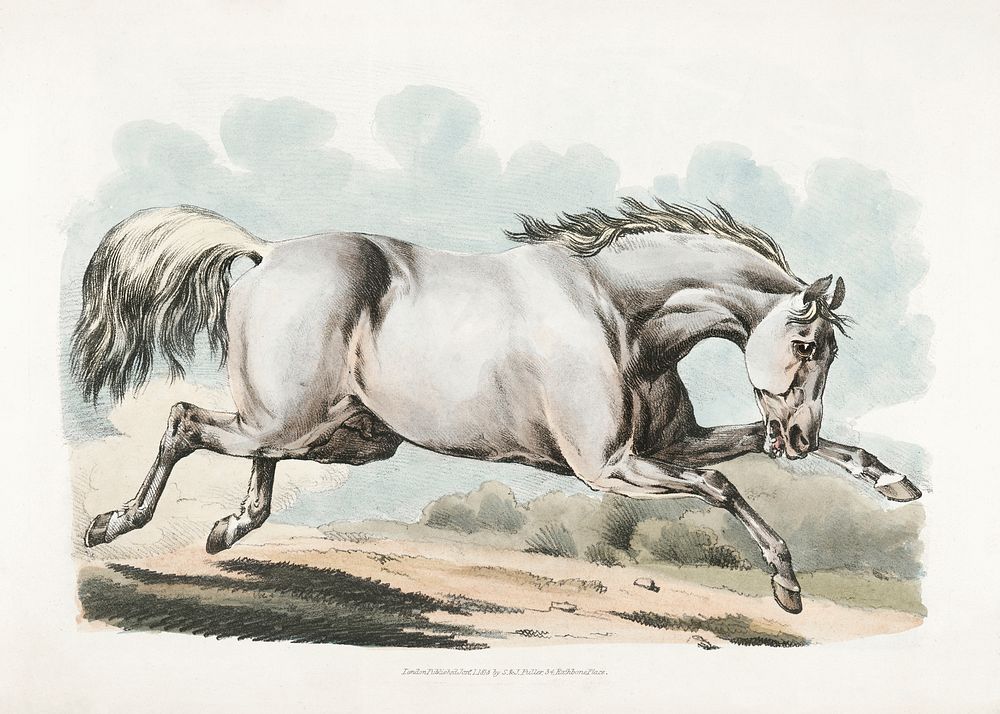Illustration of a white horse running from Sporting Sketches (1817-1818) by Henry Alken (1784-1851). Original from The New…