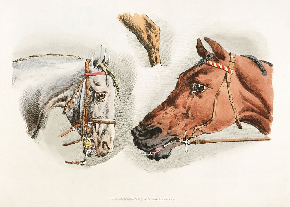 Illustration of heads of white and brown horses from Sporting Sketches (1817-1818) by Henry Alken (1784-1851). Original from…