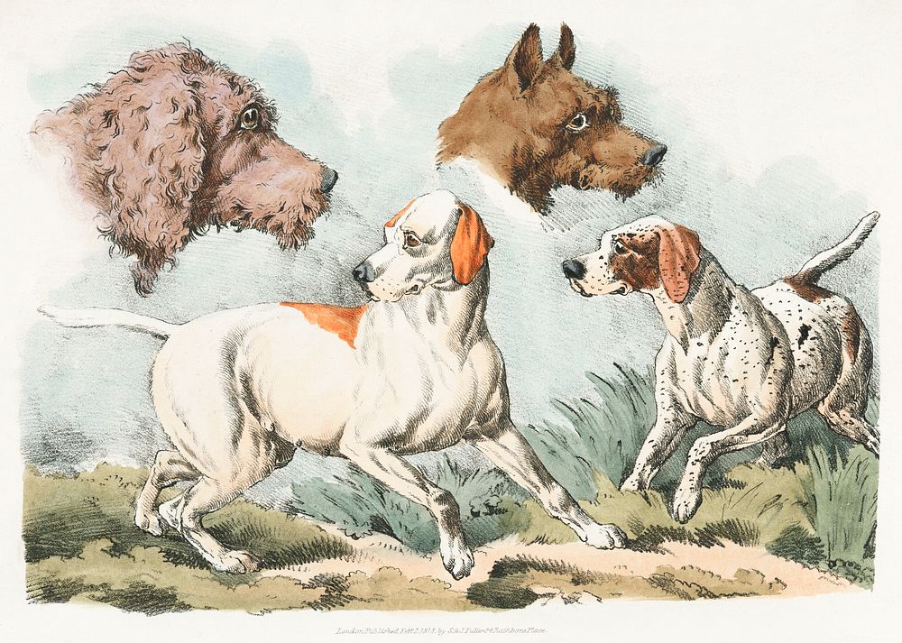 Illustration of two dogs and two dog heads from Sporting Sketches (1817-1818) by Henry Alken (1784-1851). Original from The…