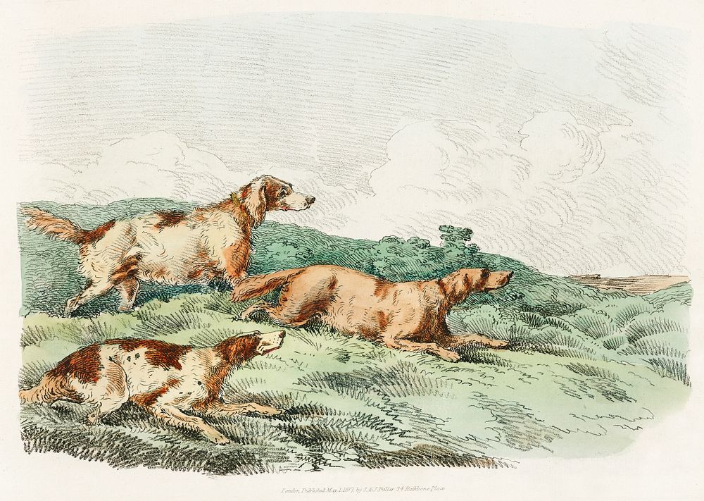 Illustration of hounds from Sporting Sketches (1817-1818) by Henry Alken (1784-1851). Original from The New York Public…
