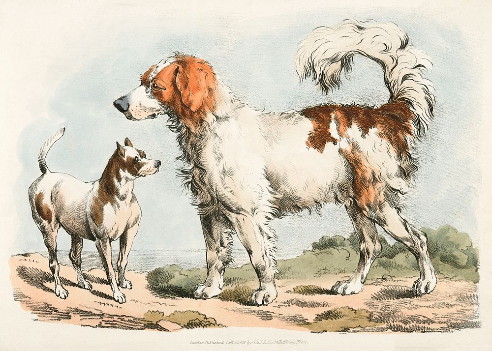 Illustration of two hunting dogs from Sporting Sketches (1817-1818) by Henry Alken (1784-1851). Original from The New York…