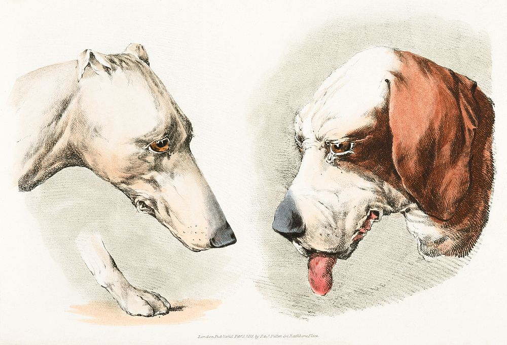 Illustration of two dog's heads and paw from Sporting Sketches (1817-1818) by Henry Alken (1784-1851). Original from The New…