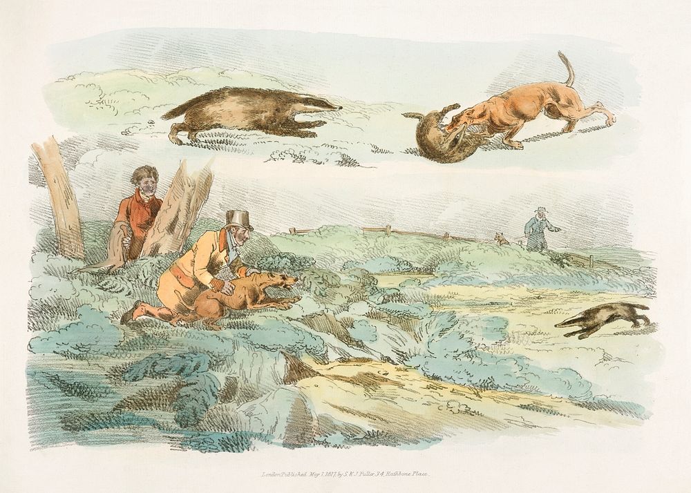 Illustration of badger hunting: dogs chasing and attacing badgers from Sporting Sketches (1817-1818) by Henry Alken (1784…
