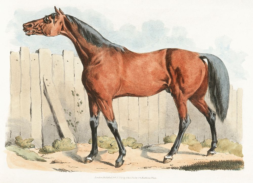 Illustration of dark-brown horse from Sporting Sketches (1817-1818) by Henry Alken (1784-1851). Original from The New York…