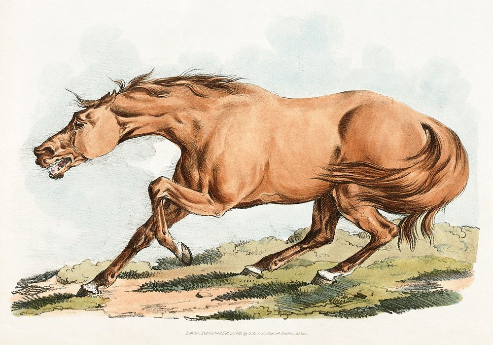 Illustration of light-brown horse from Sporting Sketches (1817-1818) by Henry Alken (1784-1851). Original from The New York…